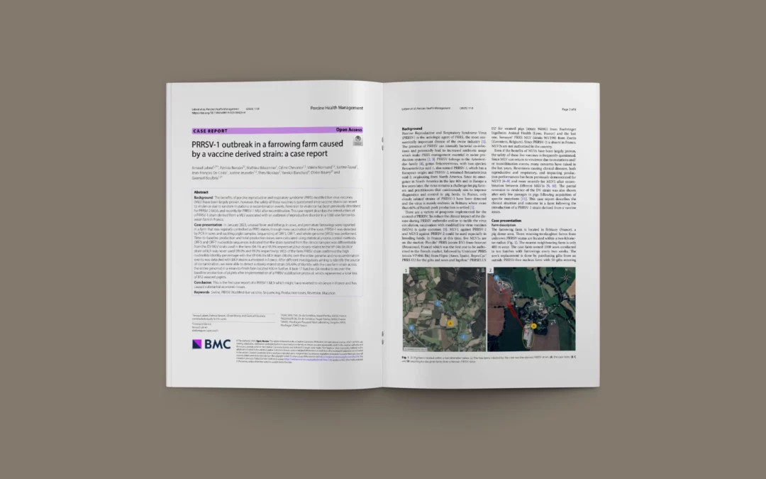 Probable reversion to virulence of a PRRSV-1 MLV vaccine strain